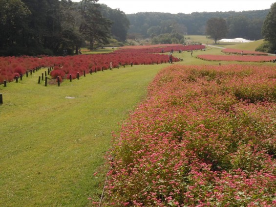 2015年10月 武蔵丘陵森林公園DSCN0812 コキア&赤ソバ