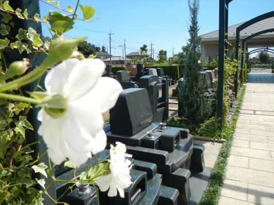 2015年10月 埼玉県行田市　さきたま霊園　墓域 植栽 白いバラ 薔薇 お墓 墓石DSCN7189