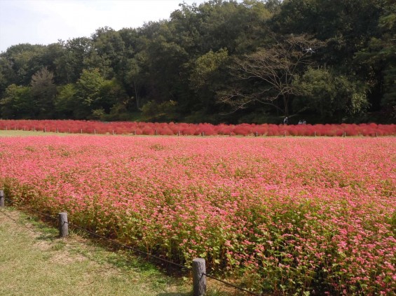 2015年10月 武蔵丘陵森林公園DSCN0828 コキア&赤ソバ