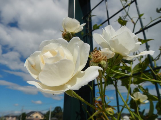 2015年10月 埼玉県行田市　さきたま霊園　墓域 植栽 白いバラ 薔薇 お墓 墓石DSCN7184