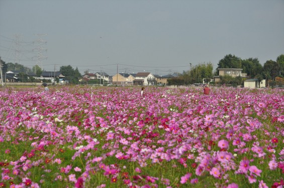 2015年10月 埼玉県吉見町のコスモスDSC_4087