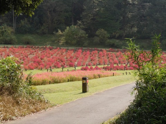 2015年10月 武蔵丘陵森林公園DSCN0809