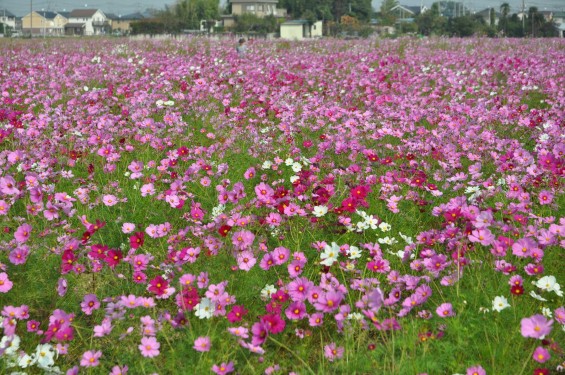 2015年10月 埼玉県吉見町のコスモスDSC_4080