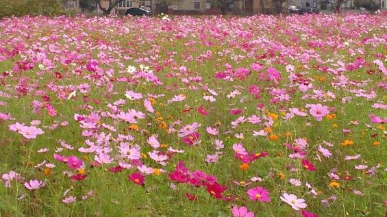 2015年10月18日 蓮田コスモス祭 パルシー 摘み取り 持ち帰り 花束 花瓶DSC_0276