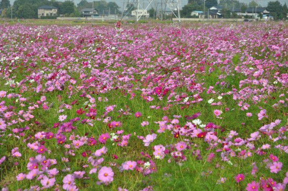 2015年10月 埼玉県吉見町のコスモスDSC_4079