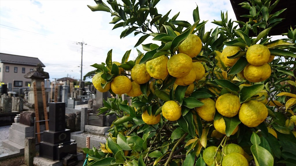 2015 秋 久喜市の東明寺のゆずの木DSC_2347