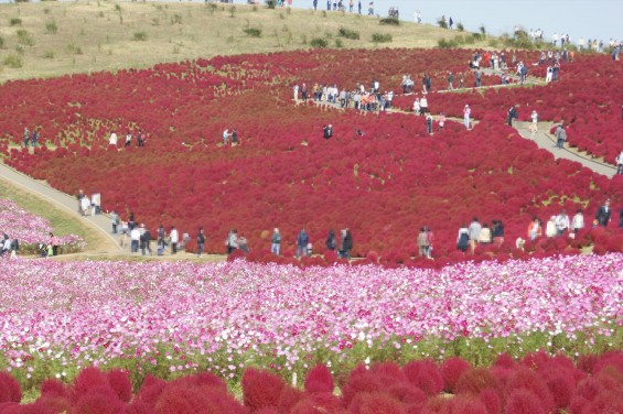 2015年10月22日　国営ひたち海浜公園 コキア ソバの花 コスモスDSC05923