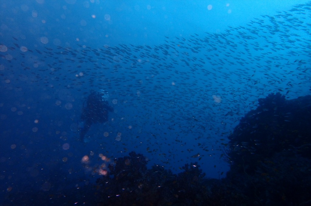2015年10月 千葉の館山までダイビングツアーに行ってきましたIMG_7918[1]巨大な小魚の群れ