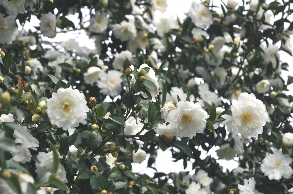 埼玉県蓮田市の寺院 星久院の白い椿が綺麗ですDSC_4176