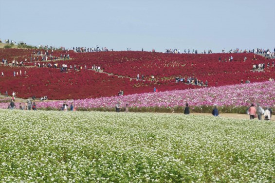 2015年10月22日　国営ひたち海浜公園 コキア ソバの花 コスモスDSC05916