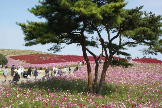 2015年10月22日　国営ひたち海浜公園 コキア ソバの花 コスモスDSC05917