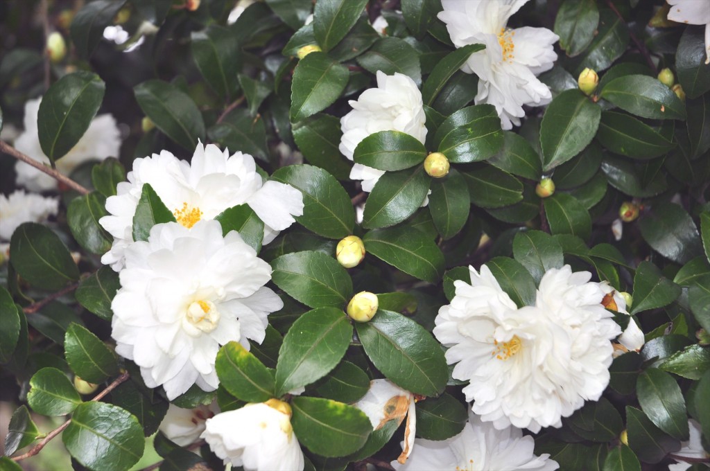 埼玉県蓮田市の寺院 星久院の白い椿が綺麗ですDSC_4182