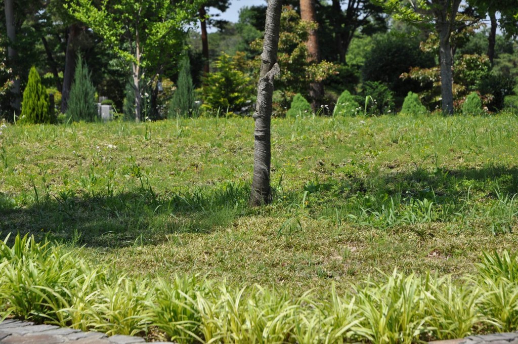 小平霊園の樹林墓地と樹木墓地DSC_0483