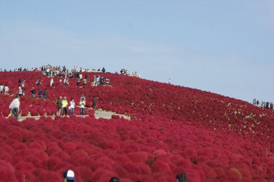 2015年10月22日　国営ひたち海浜公園 コキア ソバの花 コスモスDSC05927