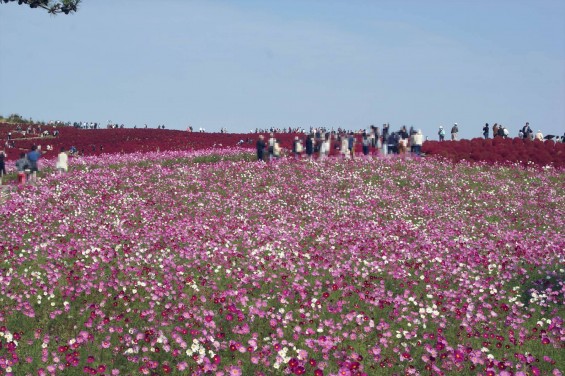 2015年10月22日　国営ひたち海浜公園 コキア ソバの花 コスモスDSC05918