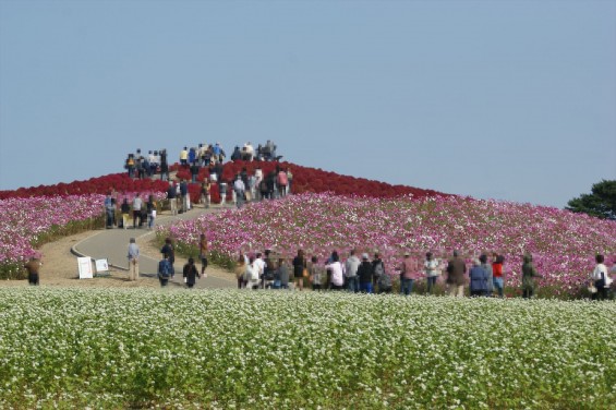 2015年10月22日　国営ひたち海浜公園 コキア ソバの花 コスモスDSC05948