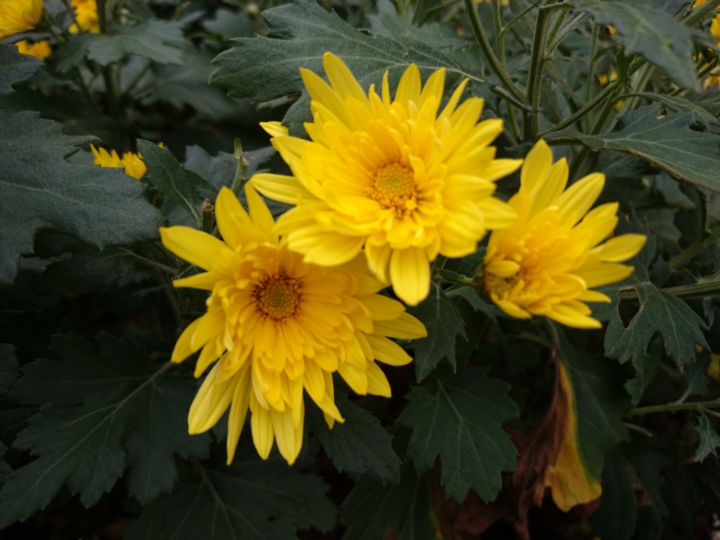 2015年11月28日 石材店の株式会社大塚の本社墓石展示場の花壇 菊の花 黄色DSC_0022