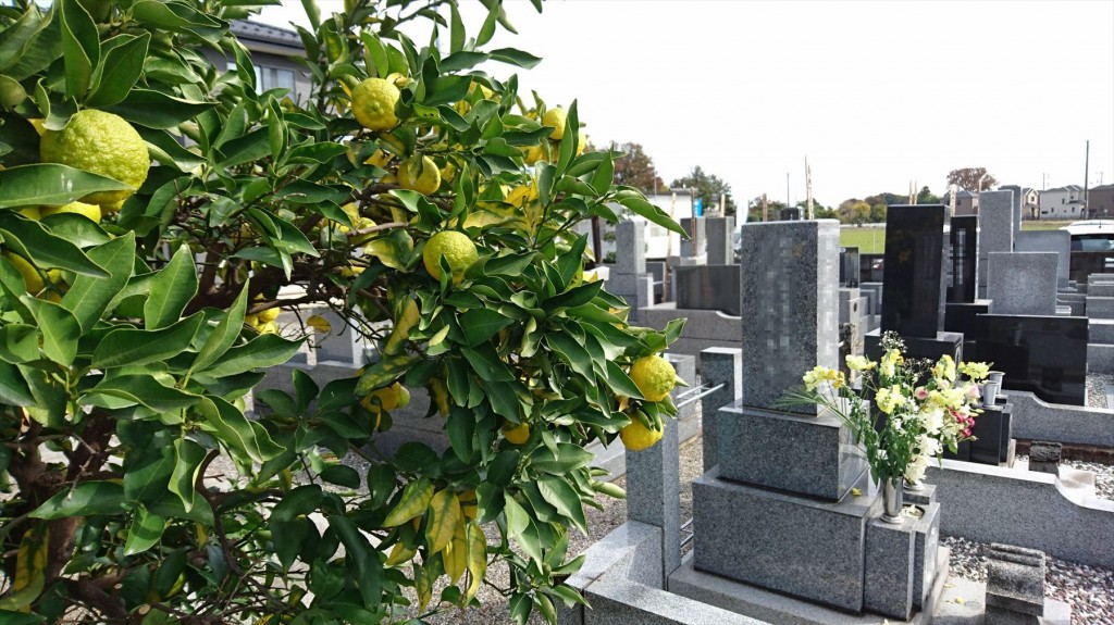 2015 秋 久喜市の東明寺のゆずの木DSC_2349