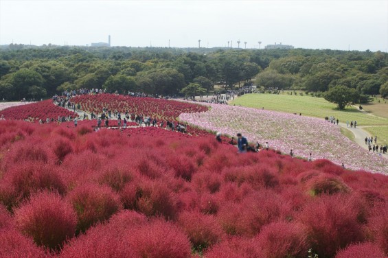 2015年10月22日　国営ひたち海浜公園 コキア ソバの花 コスモスDSC05931