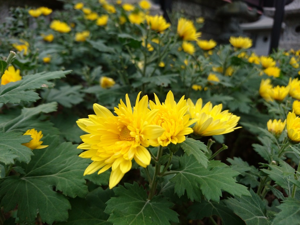 2015年11月28日 石材店の株式会社大塚の本社墓石展示場の花壇 菊の花 黄色DSC_0024