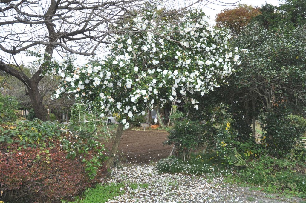 埼玉県蓮田市の寺院 星久院の白い椿が綺麗ですDSC_4174