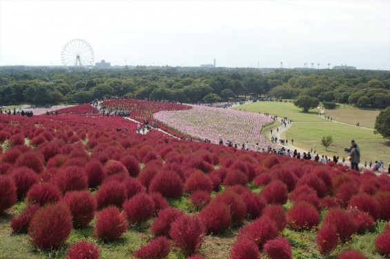 2015年10月22日　国営ひたち海浜公園 コキア ソバの花 コスモスDSC05935