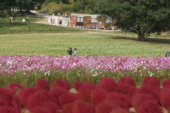 2015年10月22日　国営ひたち海浜公園 コキア ソバの花 コスモスDSC05922