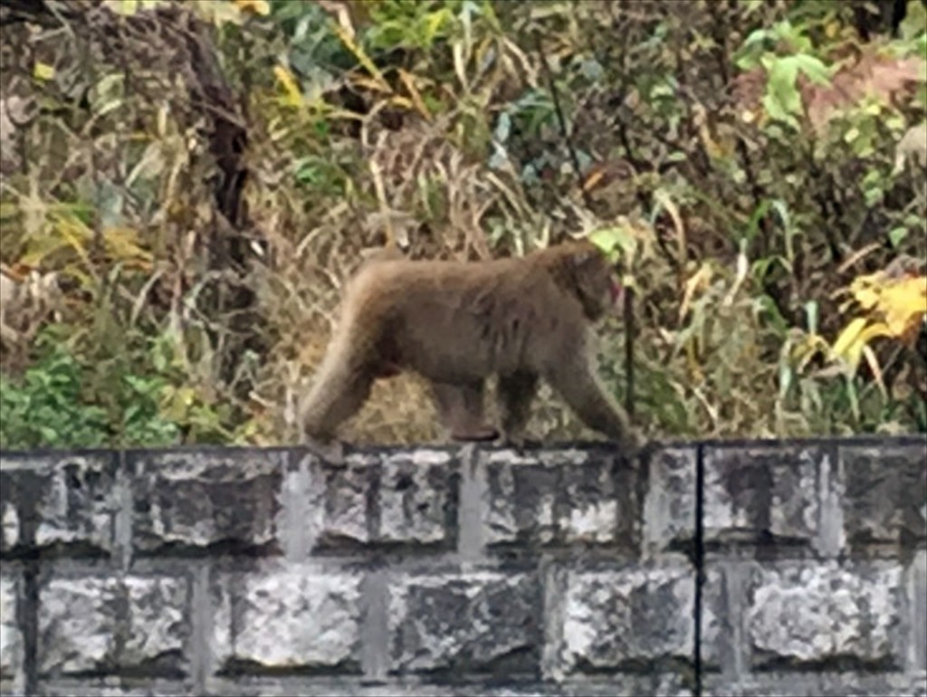 2015年11月　金沢・黒部渓谷へ行ってきましたIMG_2183- ニホンザル 日本猿