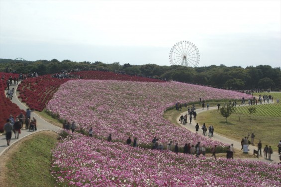 2015年10月22日　国営ひたち海浜公園 コキア ソバの花 コスモスDSC05940