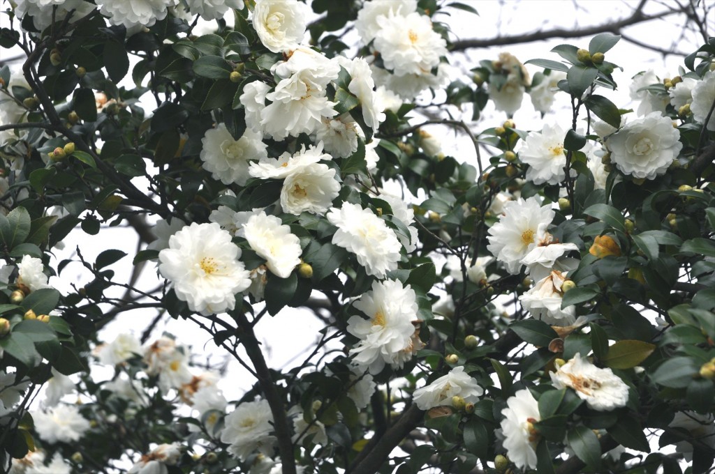 埼玉県蓮田市の寺院 星久院の白い椿が綺麗ですDSC_4175