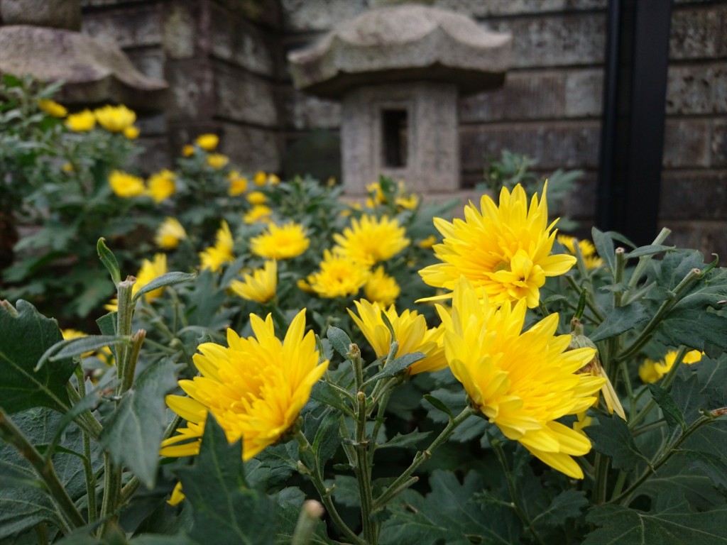 2015年11月28日 石材店の株式会社大塚の本社墓石展示場の花壇 菊の花 黄色DSC_0023