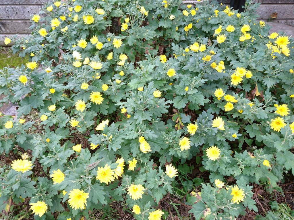 2015年11月28日 石材店の株式会社大塚の本社墓石展示場の花壇 菊の花 黄色DSC_0019