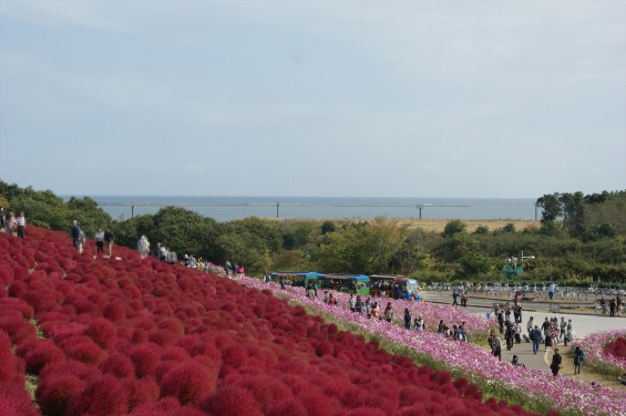 2015年10月22日　国営ひたち海浜公園 コキア ソバの花 コスモスDSC05928