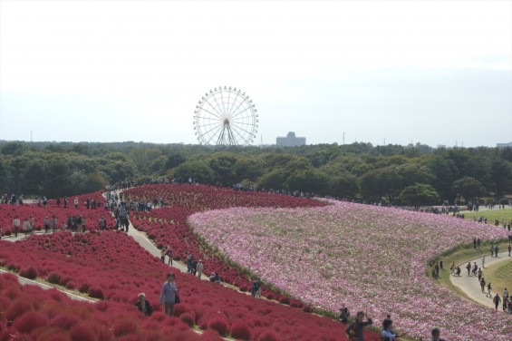 2015年10月22日　国営ひたち海浜公園 コキア ソバの花 コスモスDSC05936