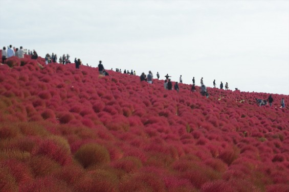 2015年10月22日　国営ひたち海浜公園 コキア ソバの花 コスモスDSC05941