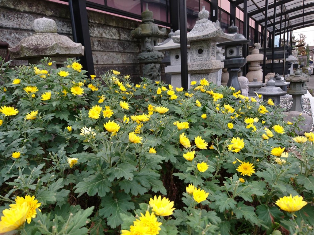 2015年11月28日 石材店の株式会社大塚の本社墓石展示場の花壇 菊の花 黄色DSC_0021