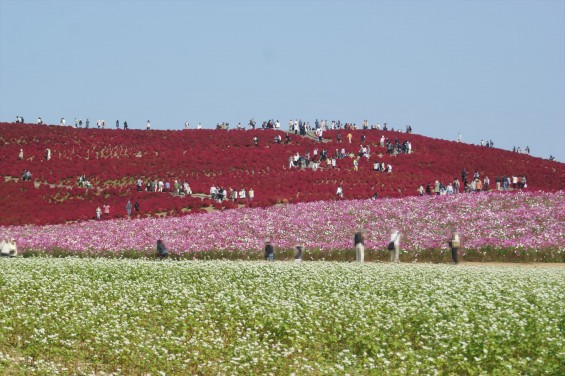 2015年10月22日　国営ひたち海浜公園 コキア ソバの花 コスモスDSC05947