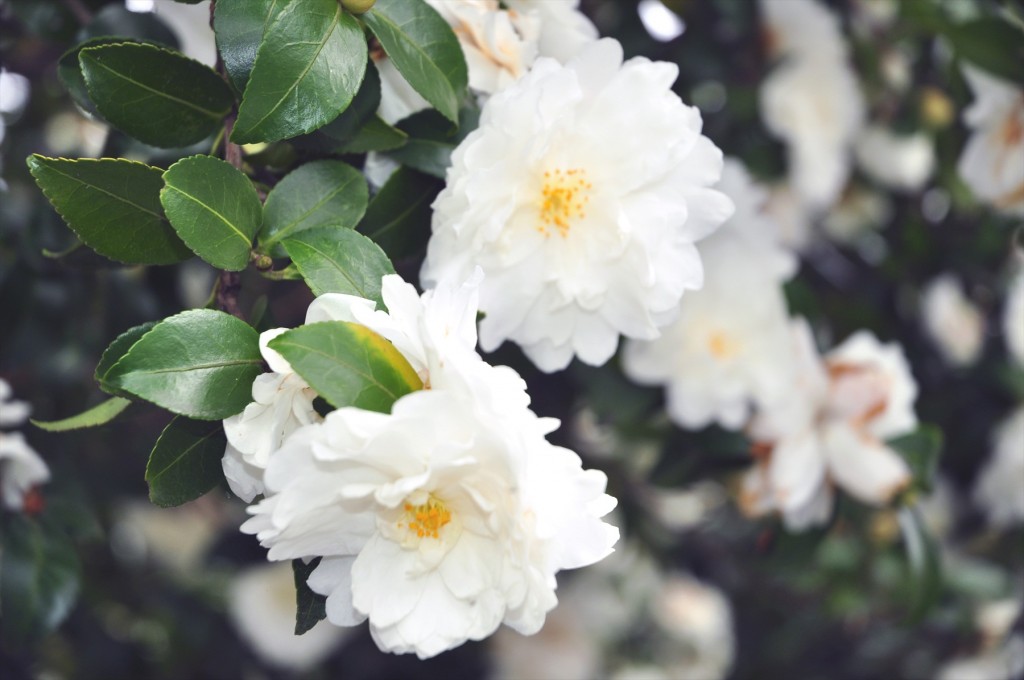 埼玉県蓮田市の寺院 星久院の白い椿が綺麗ですDSC_4183