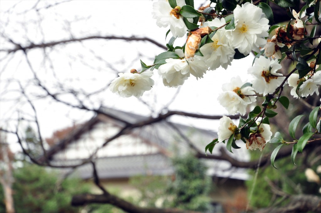 埼玉県蓮田市の寺院 星久院の白い椿が綺麗ですDSC_4184