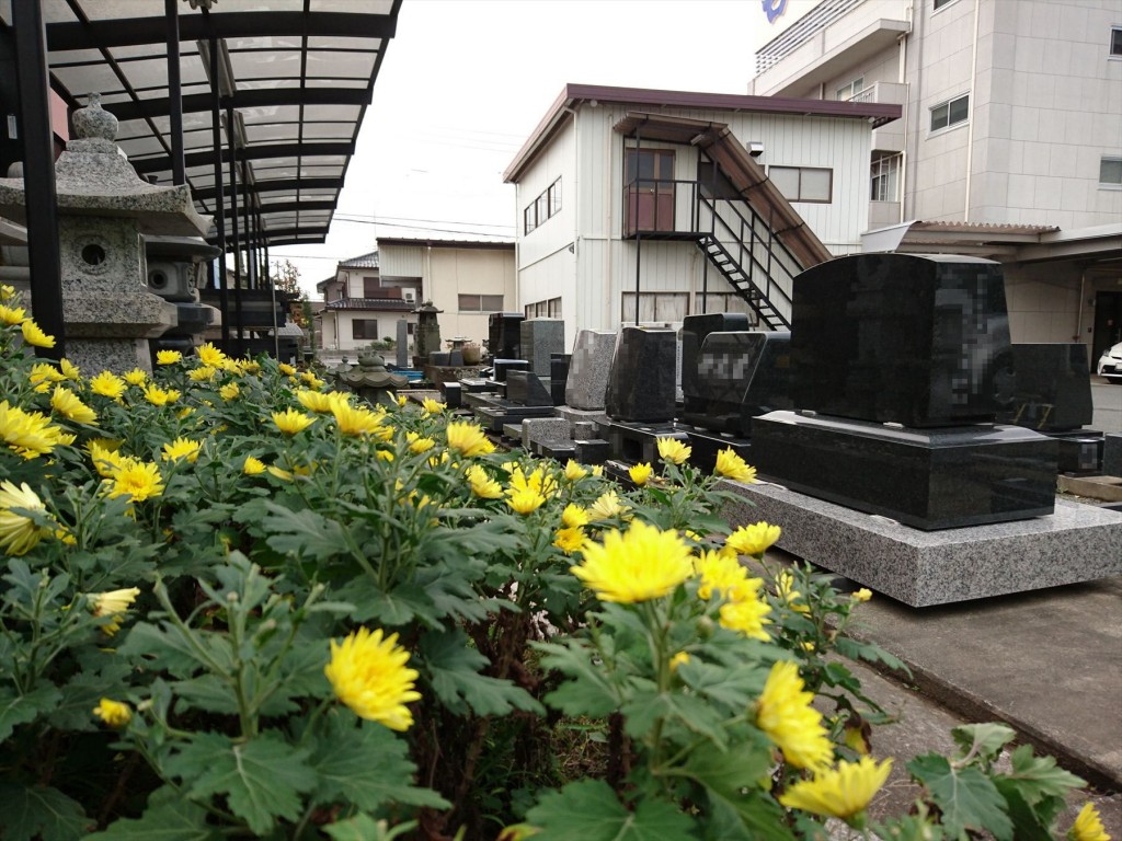 2015年11月28日 石材店の株式会社大塚の本社墓石展示場の花壇 菊の花 黄色DSC_0020