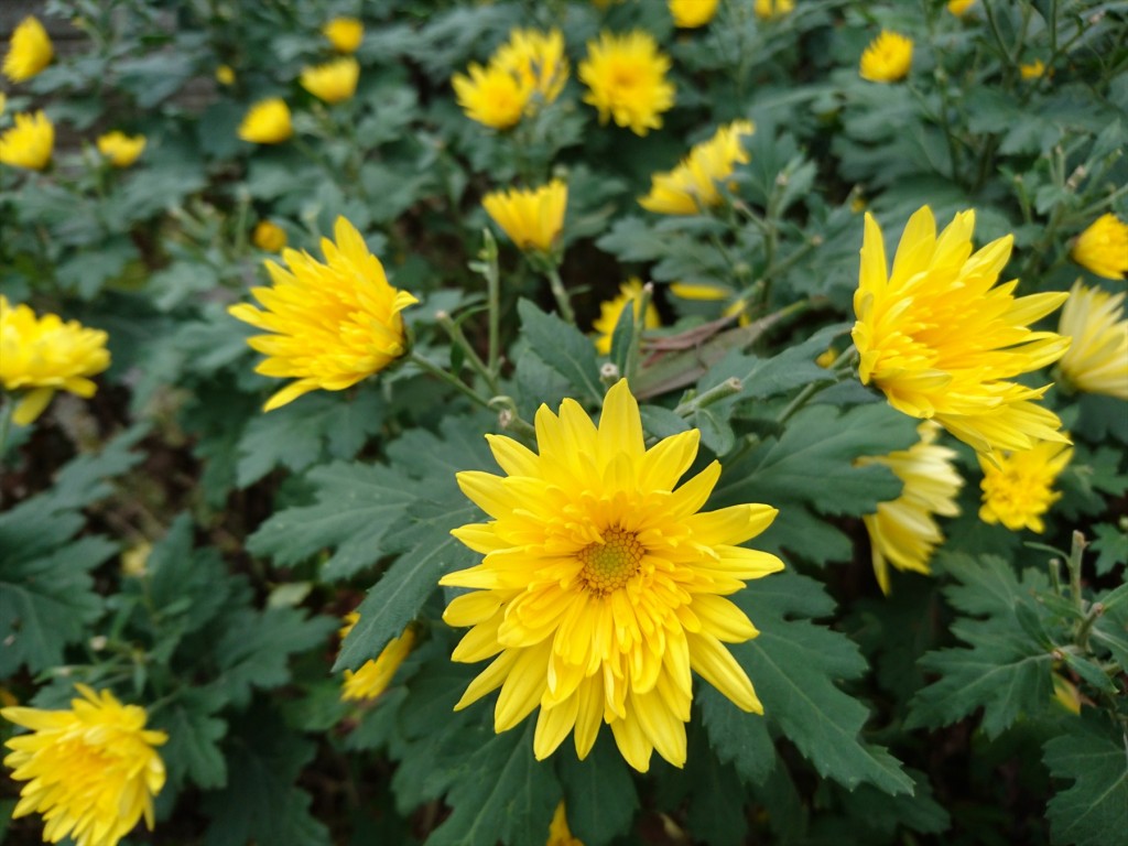 2015年11月28日 石材店の株式会社大塚の本社墓石展示場の花壇 菊の花 黄色DSC_0025