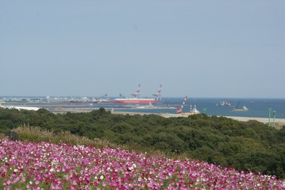 2015年10月22日　国営ひたち海浜公園 コキア ソバの花 コスモスDSC05930