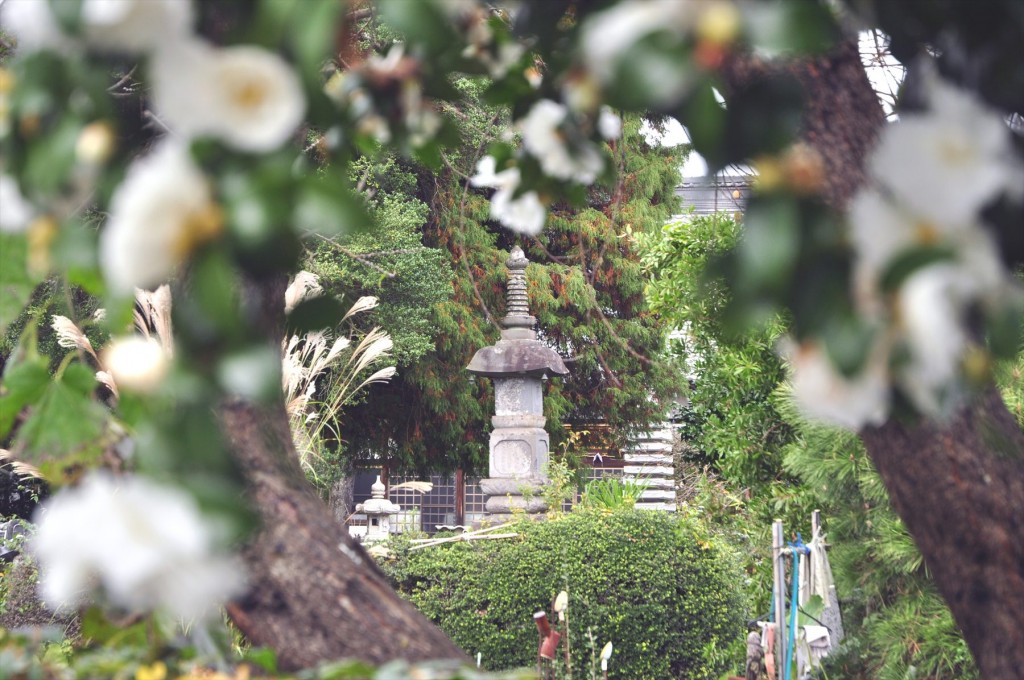 埼玉県蓮田市の寺院 星久院の白い椿が綺麗ですDSC_4186