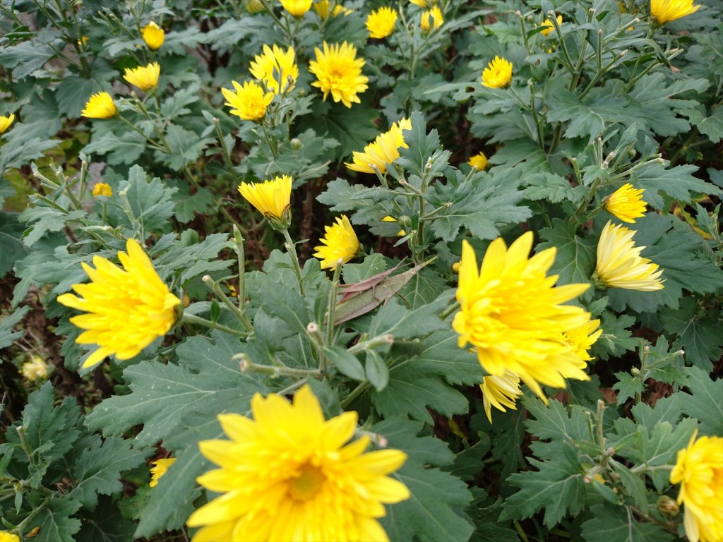 2015年11月28日 石材店の株式会社大塚の本社墓石展示場の花壇 菊の花 黄色DSC_0026