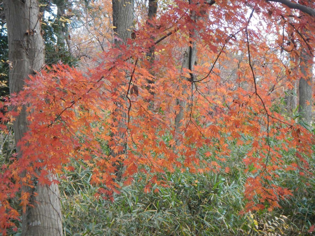 2015年12月20日 埼玉県蓮田市の寺院 妙楽寺の隣地のもみじが見事な紅葉DSCN7338