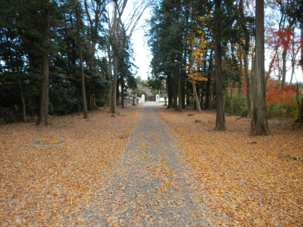 2015年12月20日 埼玉県蓮田市の寺院 妙楽寺の隣地のもみじが見事な紅葉DSCN7336