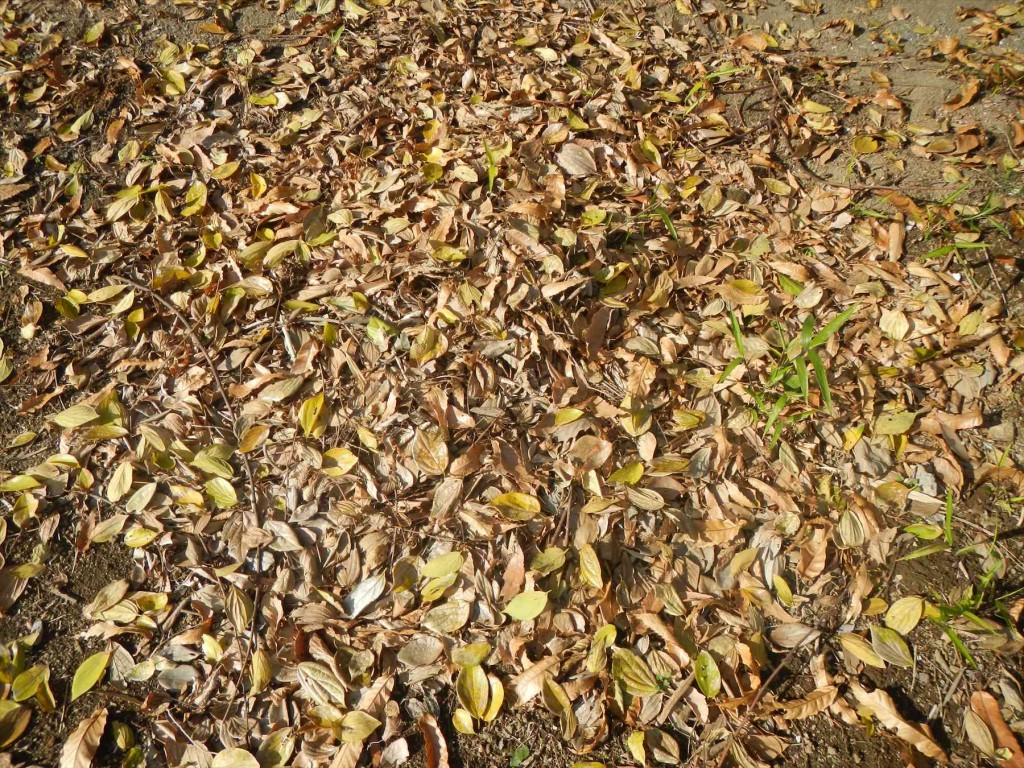 2015年12月 埼玉県の霊園 久喜聖地公苑の落ち葉DSCN7309