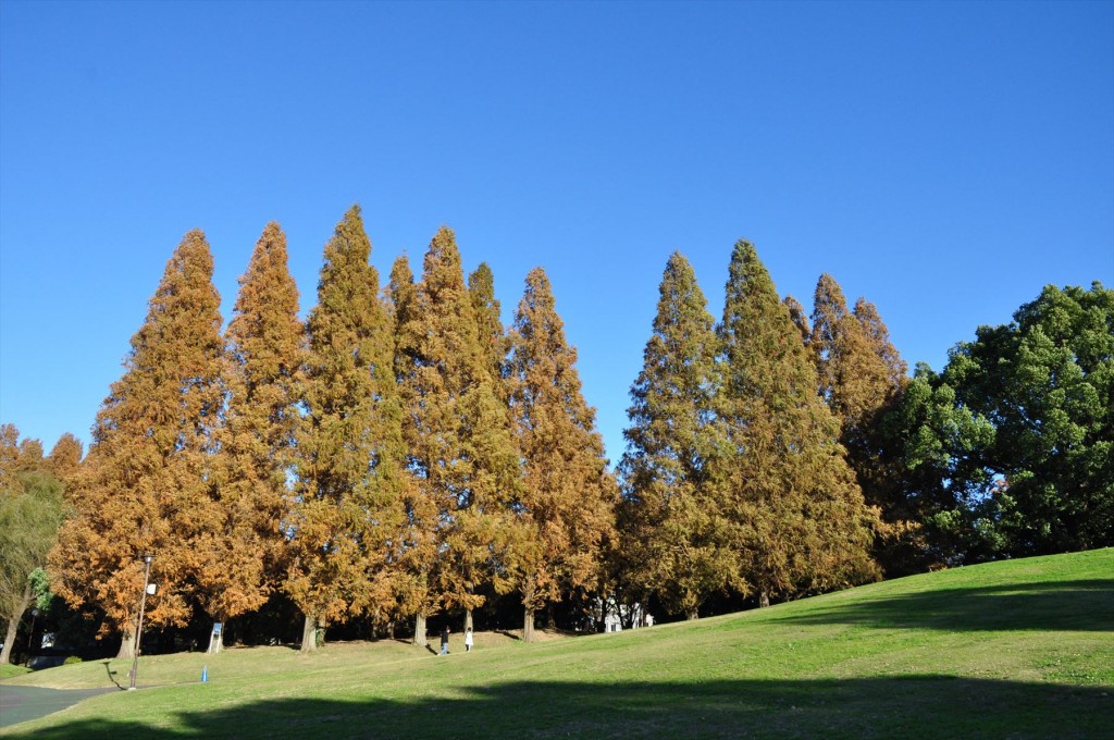 紅葉　久喜菖蒲公園の昭和沼DSC_4374