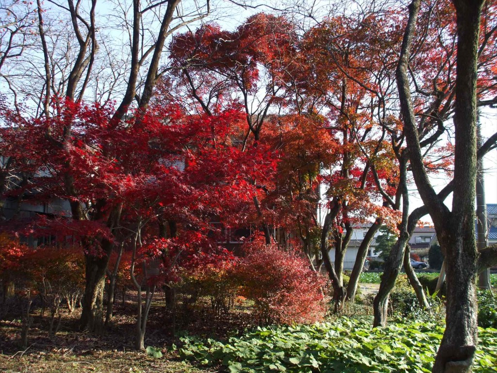2015年12月 埼玉県蓮田市 秀源寺の檀家さん お客様の庭の紅葉が真っ盛り 赤DSCF6288
