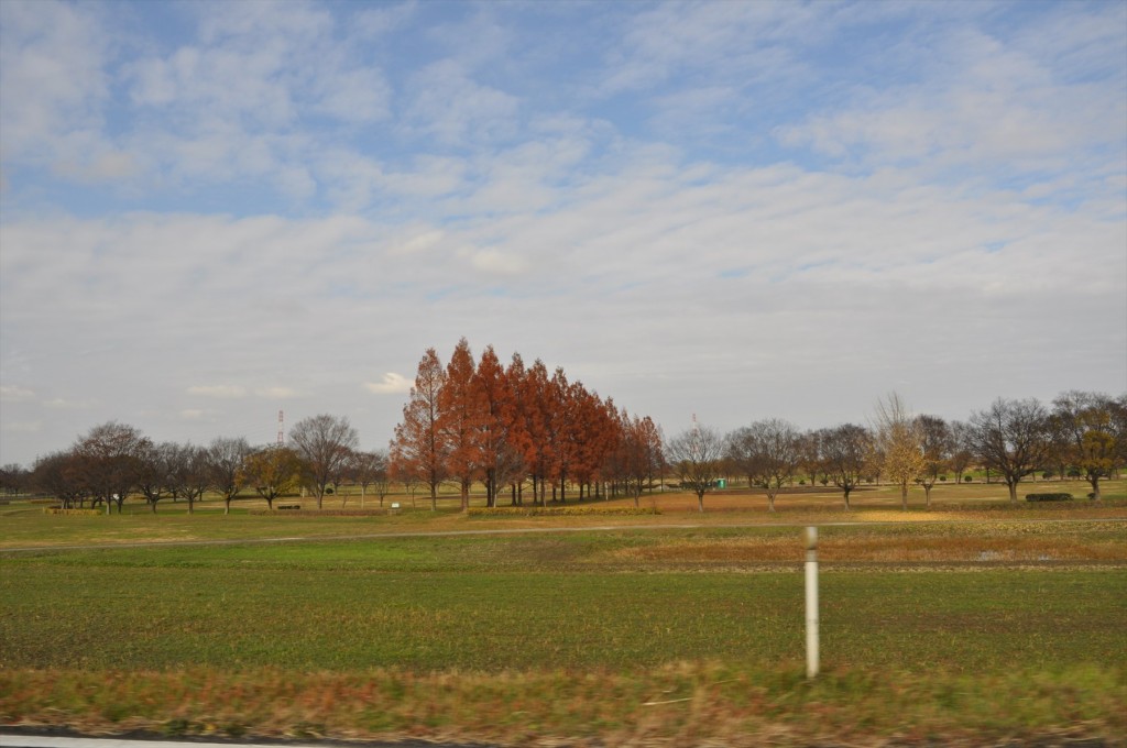 2015年12月 埼玉県 吉見総合運動公園の紅葉が綺麗でしたDSC_4626-